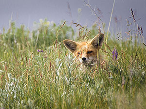 Red fox